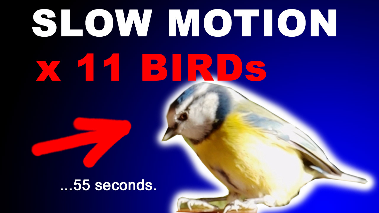 11 BIRDS in Slow Motion